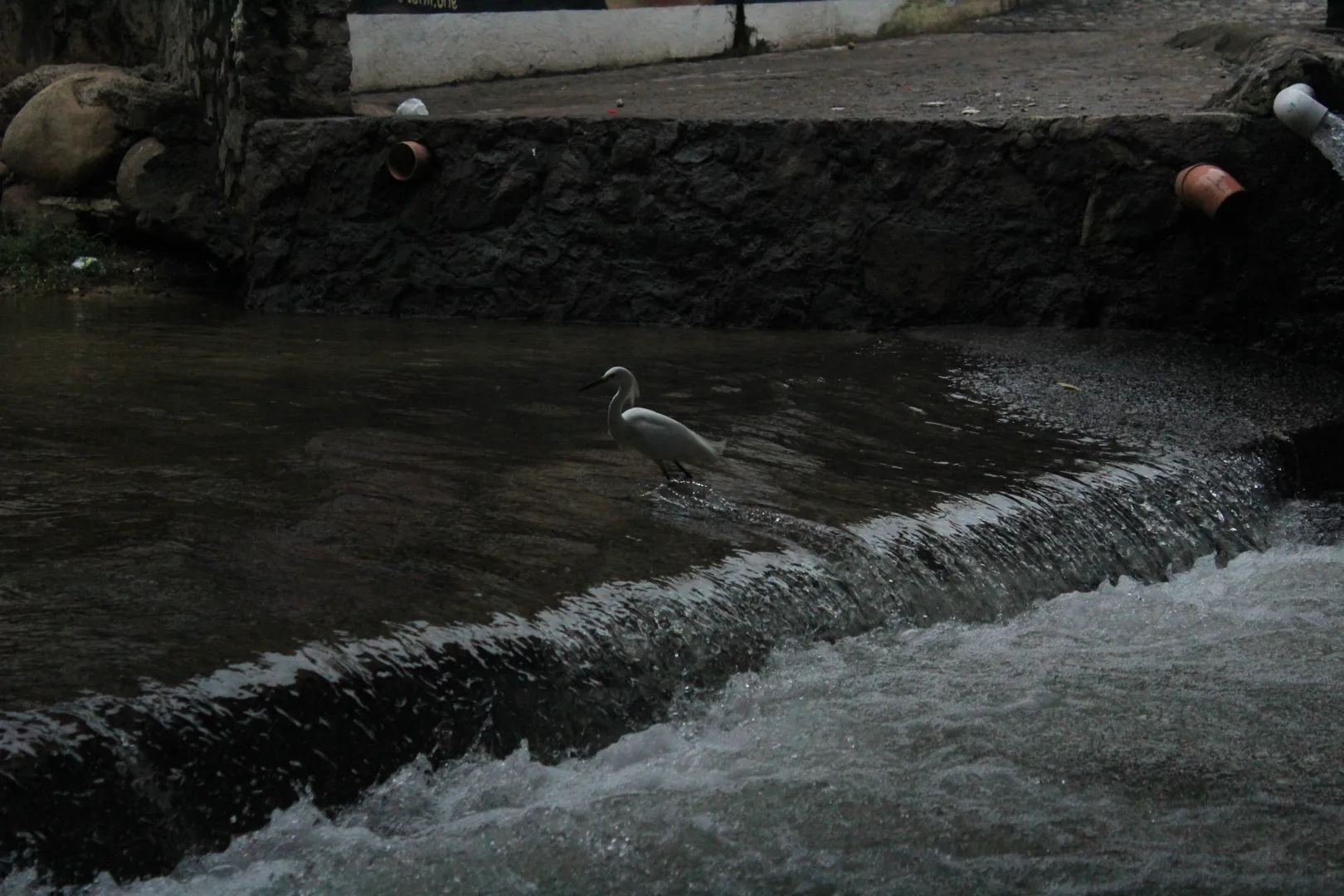 Ave captada cazando en el río Cuale, mostrando su precisión y elegancia sobre las aguas.