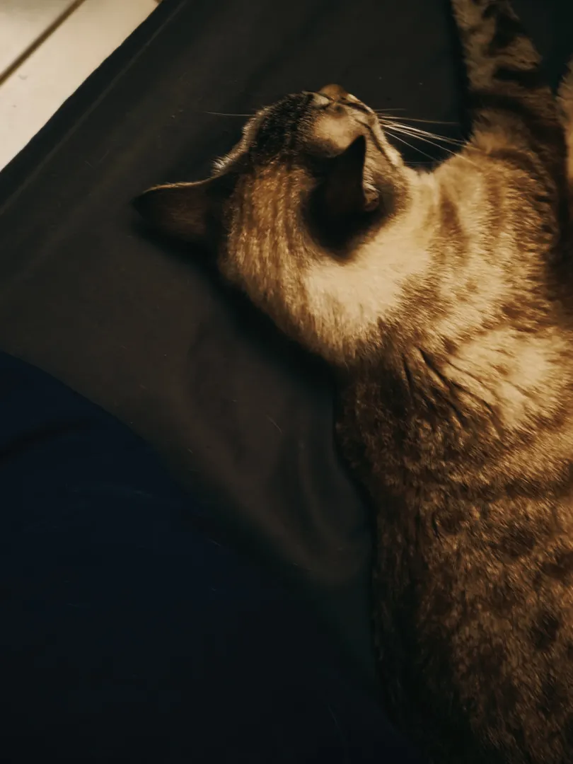 Cokie
